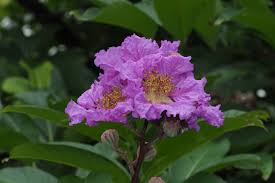 Image result for Lagerstroemia speciosa