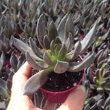 Echeveria pulvinata frosty crestata coltivazione. Echeveria Giromagi Cactus