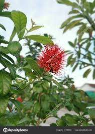 Image result for Combretum constrictum