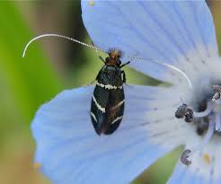 Image result for Lintonia nutans