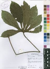 Image result for Cussonia corbisieri