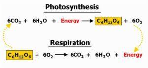 Pin On Plant Physiology