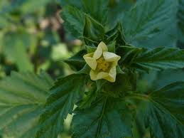 Image result for Malvastrum coromandelianum