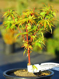 Maybe you would like to learn more about one of these? Acer Palmatum Fjellheim Japanese Maple Acer Palmatum Japanese Garden