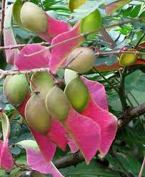 Image result for Pterolobium