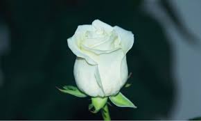 Struktur bunga mawar ungu ini memiliki batang yang berduri. 50 Gambar Bunga Mawar Tercantik Di Dunia Warna Putih Ungu Pink Dan Hitam Salamadian