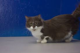 289 results for ragdoll kittens for sale. Ragdoll Cat For Sale Buy Ragdoll Cats Ragdoll Cat Breeders Near Me Rag Doll Ragdoll Kittens For Sale Ragdoll Kitten Kitten For Sale