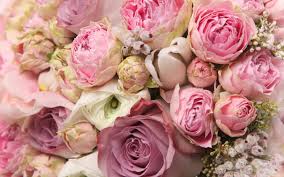 Besides a few photos of my own, the marority are from. 71 Peony Flower Wallpaper On Wallpapersafari