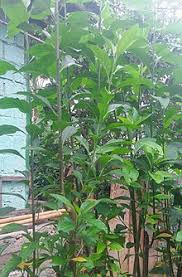 Daun afrika (vernonia amygdalina delile). Daun Afrika Wikipedia Bahasa Indonesia Ensiklopedia Bebas