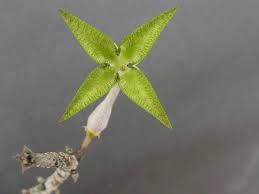 Image result for Ceropegia cimiciodora