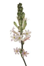 Image result for Polianthes tuberosa