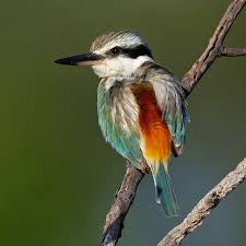 Image result for Peddiea fischeri