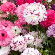 Image result for Ranunculus stagnalis