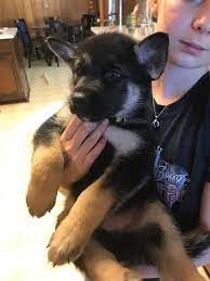 The gerberian shepsky is a crossbreed that has developed by mixing the german shepherd with the siberian husky dogs. Gerberian Shepsky Puppy Nex Tech Classifieds