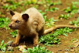 Kopi Luwak Bugun Garip Bir Deneyimimden By Onur Tuna Kahve Kulturu Medium