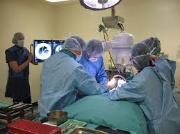 Find the information you need now. Emergency The Animal Hospital