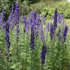 Buy monkshood Aconitum napellus: £8.24 Delivery by Crocus