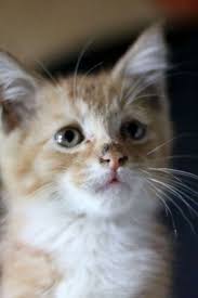 Cats And Kittens A Cat S Behaviour Is Definitely A Elaborate Thing To Have An Understanding Of They Can Be Irritable And Fussy And Ex Kedi