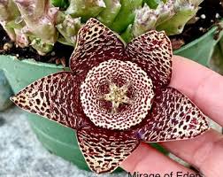 Image result for Orbea paradoxa