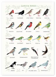 Garden Birds Of South Africa Solitaire Print I Think Most Of These Birds Appear In My Garden With Images Birds Bird Poster Bird Prints