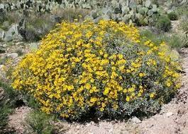 A fitting state plant for the grand canyon state, the blue palo verde is a large shrub or small tree reaching up to 40 feet in height. Blooming Yellow Brittle Bush Encelia Farinosa Native To Arizona Deserts Common Wildflower Grows O Xeriscape Plants Arizona Wildflowers Desert Landscaping