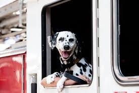 Why Are Dalmatians Fire Dogs? Historians & Dog Experts Explain