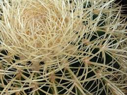 Sphériques, raquettes, avec des fleurs ou des épines. Les Epines De Cactus