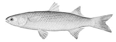 We did not find results for: Mullet Species Britishseafishing Co Uk