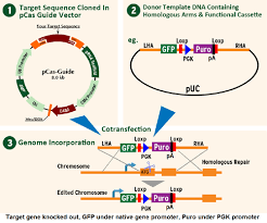 Image result for BRCA2