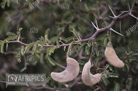 Image result for Acacia erioloba