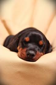 Ein haus mit garten ist deshalb besonders empfehlenswert und eine ländliche gegend natürlich ideal. Dobermann Charakter Wesen Und Rassebeschreibung