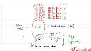 The following are printouts on chicken development. A Draw A Diagram Of A Mature Embryo Sac Of An Angiosperm And Label The Following Parts In It I Filiform Apparatus Ii Synergids Iii Central Cell Iv Egg Cell V