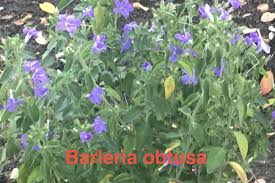 Image result for Barleria setosa