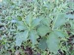 Image result for Dorstenia psilurus