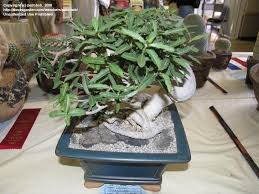 Image result for Fockea angustifolia