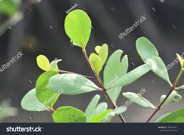 Image result for Sonneratia alba
