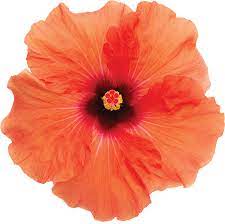 There are many different types of hibiscus, from their hollyhock cousins to the smaller flowering rose of sharon, (hibiscus syriacus). Fernlea Flowers On Twitter Hawaiian Punch Hibiscus Will Brighten Your Garden In A Big Way Coming This Spring Hugeblooms Longlastingblooms Hibiscus Https T Co Tm33vqku4j
