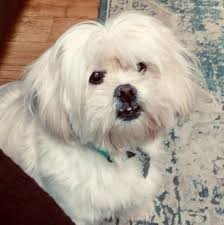 Shih tzu puppies (gnv) pic hide this posting restore restore this posting. Shih Tzu And Maltese Mixed Rescue Dog For Adoption In Jacksonville Florida Ginger In Jacksonville Florida In 2021 Rescue Dogs For Adoption Dog Adoption Shih Tzu