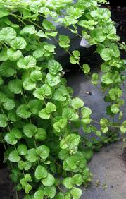 Image result for Micromeria