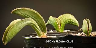Image result for Sansevieria sinus-simiorum