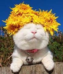 We did not find results for: 16 Cats With Flowers Ideas Cats Cute Cats Crazy Cats