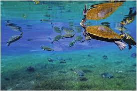 Part of the aggregation of Pseudemys concinna suwanniensis that...