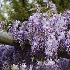 Chinesischer Blauregen Blutentraum In Blau Pflanzen Blauregen Wisteria Sinensis