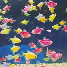 How Many Glofish In A 10 Gallon Tank Stocking Guide Video Video Fish Wallpaper Glofish Beautiful Tropical Fish