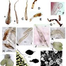 Image result for Didymoglossum erosum