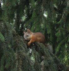 I M Just Slightly Concerned That I Will Have A Difficult Time Waking Up From Surgery I Mean I Take A Medication For P Animals Animals Beautiful Cute Squirrel