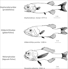 To get more image similar to. Deep Sea Fish Coloring Pages Coloringbay