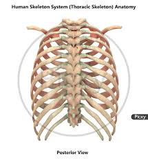 The key bones of the human body. Image Of Human Skeleton System Rib Cage Bone Joints Anatomy Posterior View Mz968245 Picxy