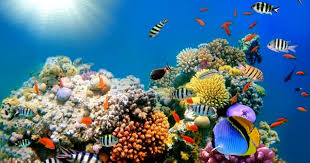Reef Ocean Sea Underwater Wallpaper Background Underwater Wallpaper Coral Wallpaper Ocean Underwater
