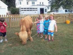 The Teeny Tiny Farm Virginia Traveling Petting Zoo Pony Rides Zoo Animals Petting Zoo Party Miniature Cows